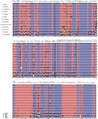 Comparative Genomic and Phylogenetic Analysis of Chloroplast Genomes of Hawthorn (Crataegus spp.) in Southwest China